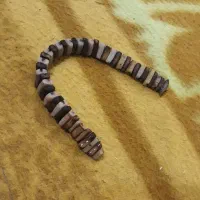 تسبیح هسته خرما کوچک