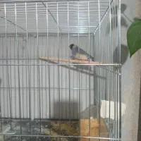 فنچ گلدین کرواتی