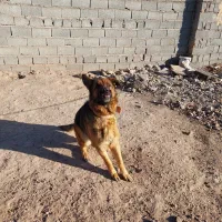 ژرمن|سگ|قزوین, |دیوار