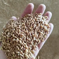 سبوس و کنسانتره پروار|عمدهفروشی|کاشمر, |دیوار