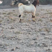 یک کهری نر قیمت ۱۷ میلیون