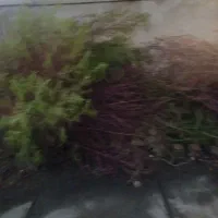 فروش جارو محلی به صورت یکجا|عمدهفروشی|بروجرد, |دیوار