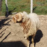 یک راس گوسفند نر بفروش میرسد