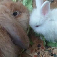 حراج بچه خرگوش لوپ اصیل و بسیار اهلی وباهوش|موش و خرگوش|دزفول, |دیوار