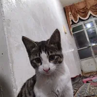 واگذاری دو تا گربه کاملا اهلی|گربه|مرند, |دیوار