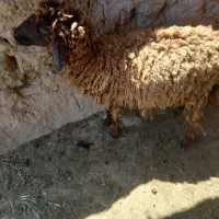 باسلام یک عدد بره ماده برای فروش