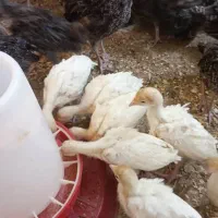 جوجه بوقلمون بیوتی و برنز