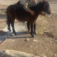 فروش کره اسب ماده،۹ ماهه،کاملا سالم