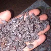 کشمش افتابی و تیزابی و مخصوص آبگیری