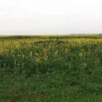 سیم کارت دائمی همراه اول