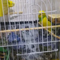 یک جفت مرغ عشق دو رگه