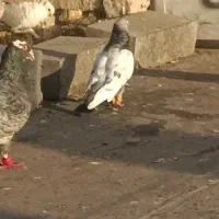 کبوتر کفتر صید معاوضه سینه