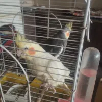 عروس هلندی بالغ