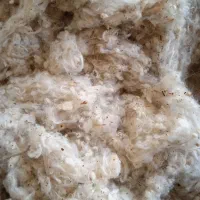 پنبه زده شده برای تشک