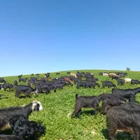 دام بز مناسب داشت و کشت