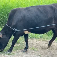 گاو