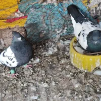 سینه سیاه