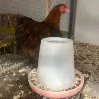 کوشین گلدویتن|حیوانات مزرعه|لشت نشا, |دیوار