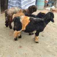 بره.میش.بز|حیوانات مزرعه|خمینی‌شهر, |دیوار