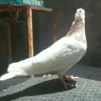 طوقی جوجه و مفلق