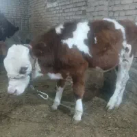 گوساله قطع شیر