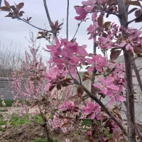 زمین باغی محدود شهر