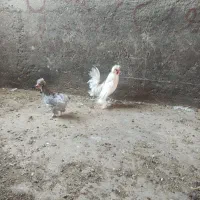 جوجه|پرنده|فریمان, |دیوار