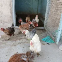 مرغ تخم گذار