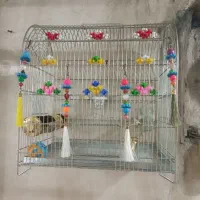 قفس سهره . قناری