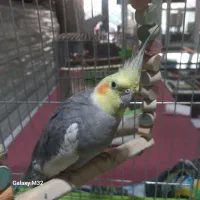 فروشی عروس|پرنده|تهران, افسریه جنوبی|دیوار