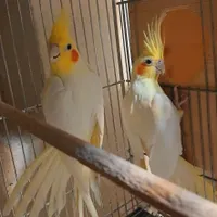 جفت عروس هلندی مولد