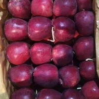 استخدام