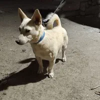 سگ فیندو پاکوتاه