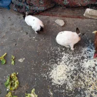 یک جفت خرگوش نرو ماده به فروش میرسد|موش و خرگوش|پاکدشت, خاتون آباد|دیوار