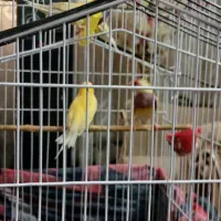 فنچ گلدین  مولد|پرنده|کهریزک, |دیوار