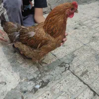 مرغ|حیوانات مزرعه|مشهد, پنجتن|دیوار