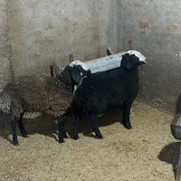 دو عداد بره یک نر یک ماده