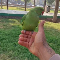 طوطی ملنگو|پرنده|قرچک, زیبا شهر|دیوار