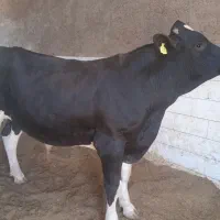 گوساله نر