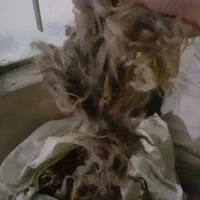 پشم گوسفند ۱۵الی ۲۰کیلو|رختخواب، بالش، پتو|ارومیه, |دیوار