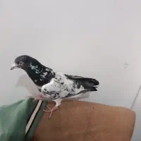 کفتر|پرنده|فردیس, شهرک سپاه|دیوار