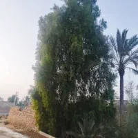 بریدن انواع درختان ایستاده|خدمات باغبانی و درختکاری|هندیجان, |دیوار