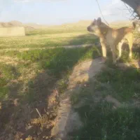 سراب پرخون