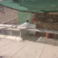 کبوتر طوقی سرخ ماده|پرنده|اصفهان, محمودیه|دیوار