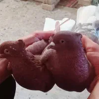 طوقی و دم سفید جفت|پرنده|خرمشهر, |دیوار