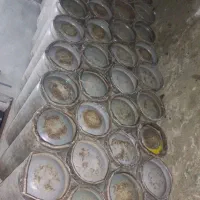 کپسول 25کیلویی پرسی