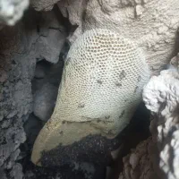 عسل کوهی