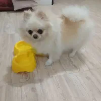 پامر خرسی ماده یک ساله/پامر عروسکی ماده هشت ماهه