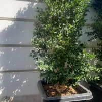 یاس هلندی ۴متری و۳متری فروشی|خدمات باغبانی و درختکاری|سرخه حصار, |دیوار