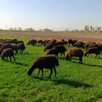 بره ی افشاری|حیوانات مزرعه|رحیمآباد, |دیوار